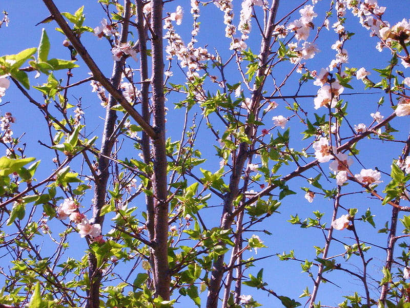 Flor de Durazno, tree, flower, garden, peach, pink, sky blue, HD wallpaper