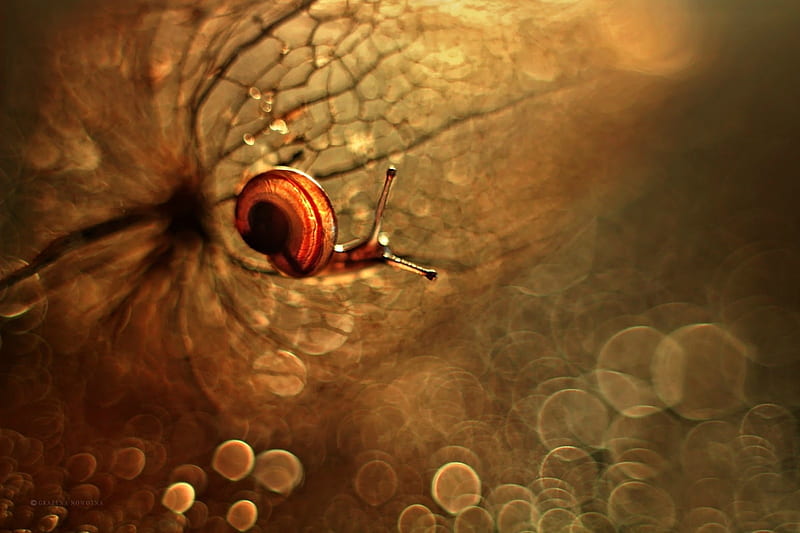 Snail, orange, water drops, macro, leaf, HD wallpaper