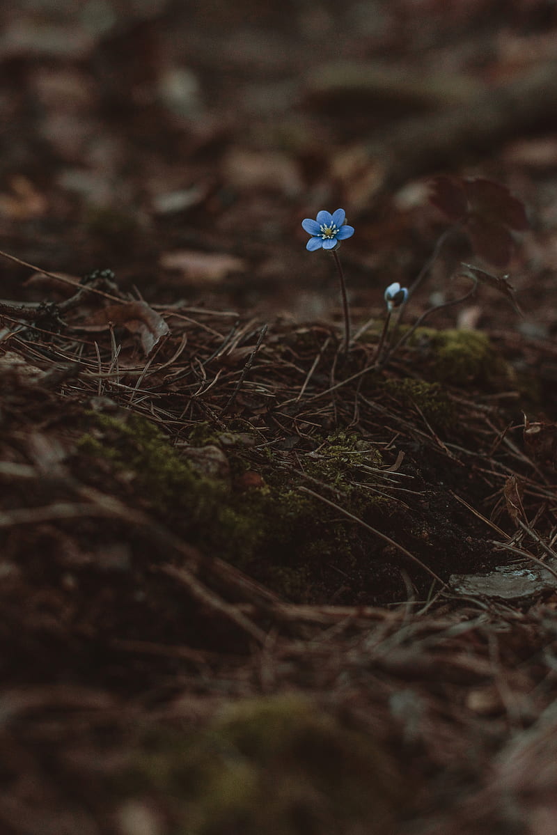 arenaria, flower, blue, lonely, early, wild, earth, moss, needles, HD phone wallpaper