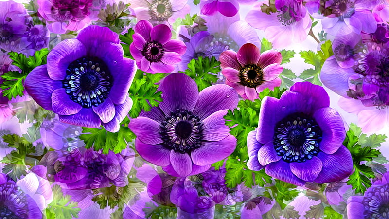 Anémonas, flor, púrpura, rosa, anémona, arte, Fondo de pantalla HD | Peakpx