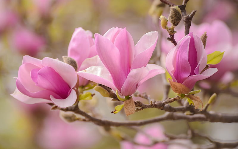 Magnolia, spring flowers, spring, pink flowers, HD wallpaper