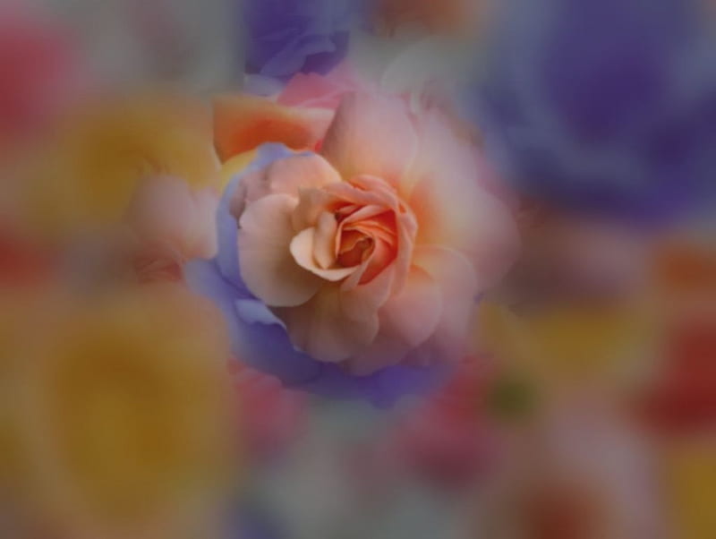 roses, odor, beauty, Color, HD wallpaper