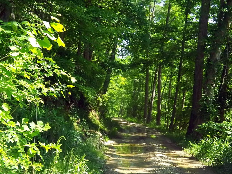 Into the woods, sun, green, road, trees, gravel, HD wallpaper