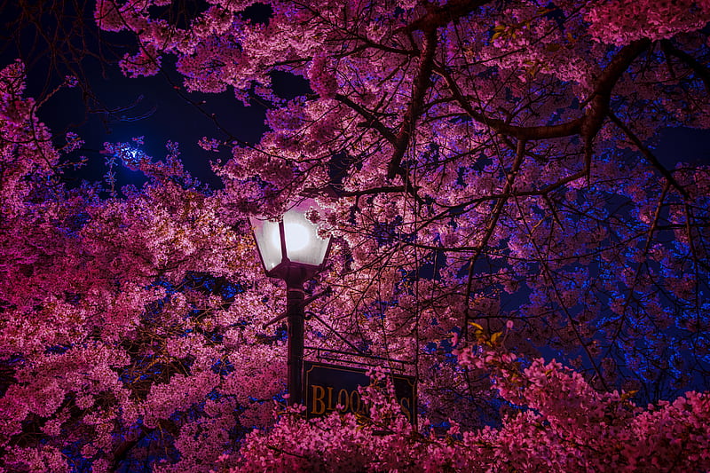 sakura, blossoms, lantern, night, spring, HD wallpaper