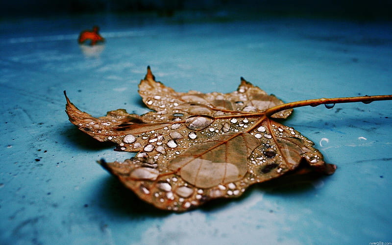 Drops on Leaf, drop, macro, leaf, nature, HD wallpaper
