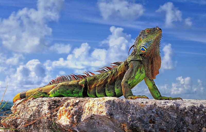 the sky, stones, lizard, Common iguana, green iguana for , section животные, HD wallpaper