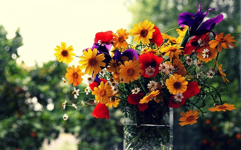 Flower Bouquet, daisies, poppies, blossoms, vase, colors, iris, HD wallpaper