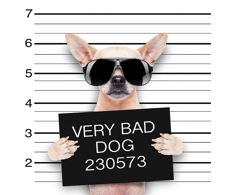 Very Bad Dog, sunglasses, cute, chihuahua, caine, paw, funny, animal, bad  dog, HD wallpaper | Peakpx