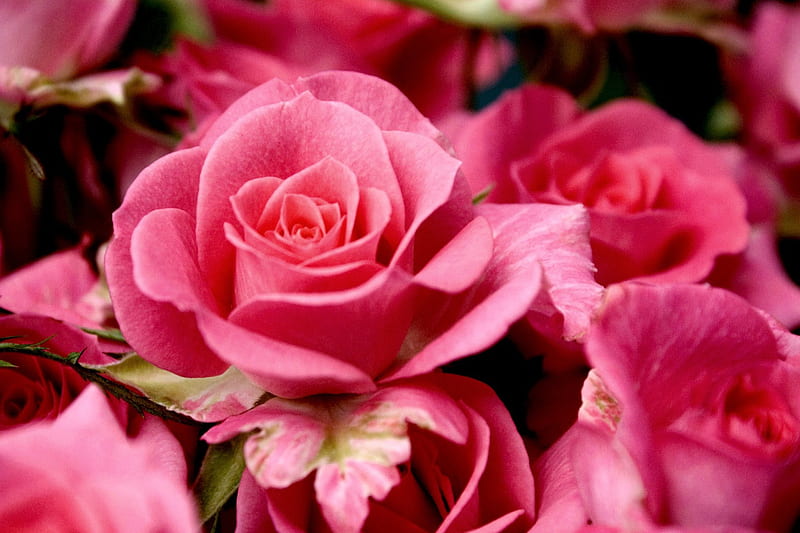 PINK ROSES, symbol, love, valentine, roses, pink, HD wallpaper | Peakpx