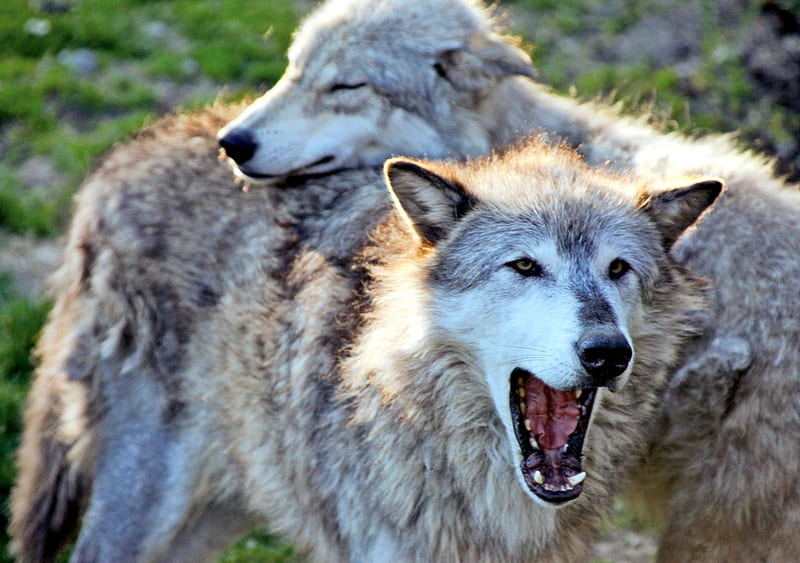 Wolves, playing, predator, wild, wolf, alpha, HD wallpaper