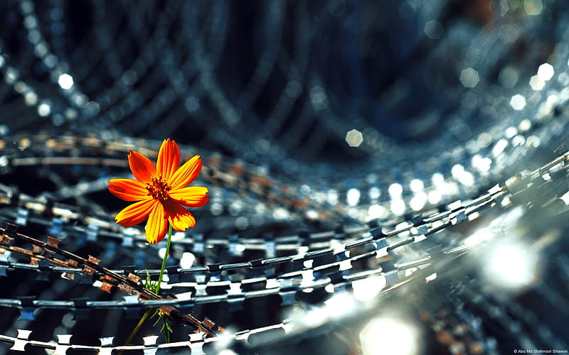 Barbed wire in flowers-Windows 8 Theme, HD wallpaper