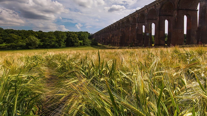 old viaduct bridge over wheat field, viaduct, bridge, wheat, trees, field, HD wallpaper