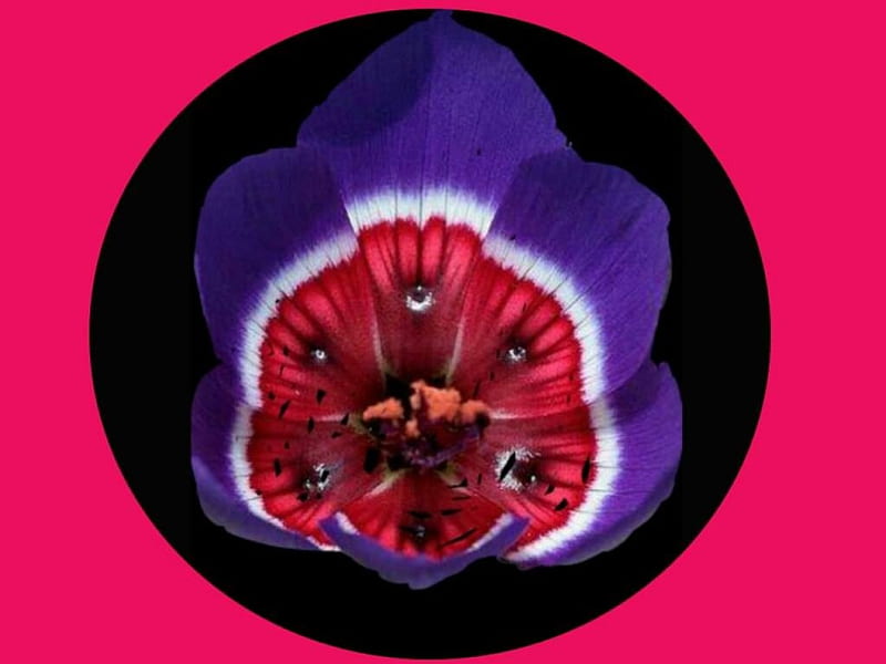 Purple Flower & Red Centre, bonito, Purple, Red, Centre, HD wallpaper