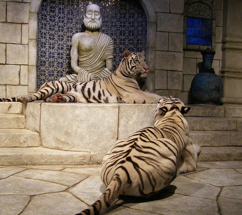 White Tiger, spiritual, temples, HD wallpaper
