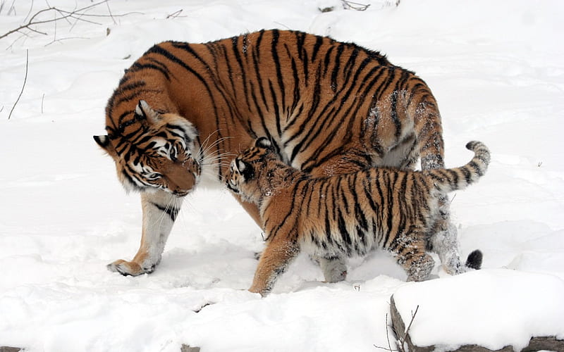 The Amur Tiger & Her Cub, stripes, big cat, tigers, bonito, mother, animal, winter, snow, large, wild, cub, HD wallpaper