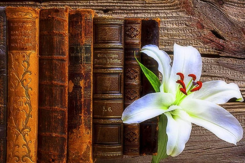 White Lily & the Books, lovely still life, pretty, graphy, lovely, books, flowers, love four seasons, white lily, HD wallpaper