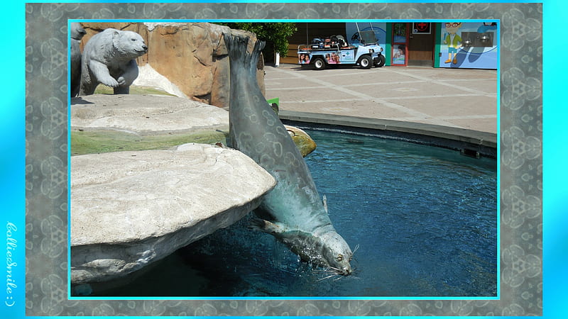 Graceful Seal (Fountain Detail), sculptures, fountain, polar bears, Toledo Ohio, animal sculpture, Zoo, statues, water, seal, Zoological Gardens, animals, polar bear, HD wallpaper