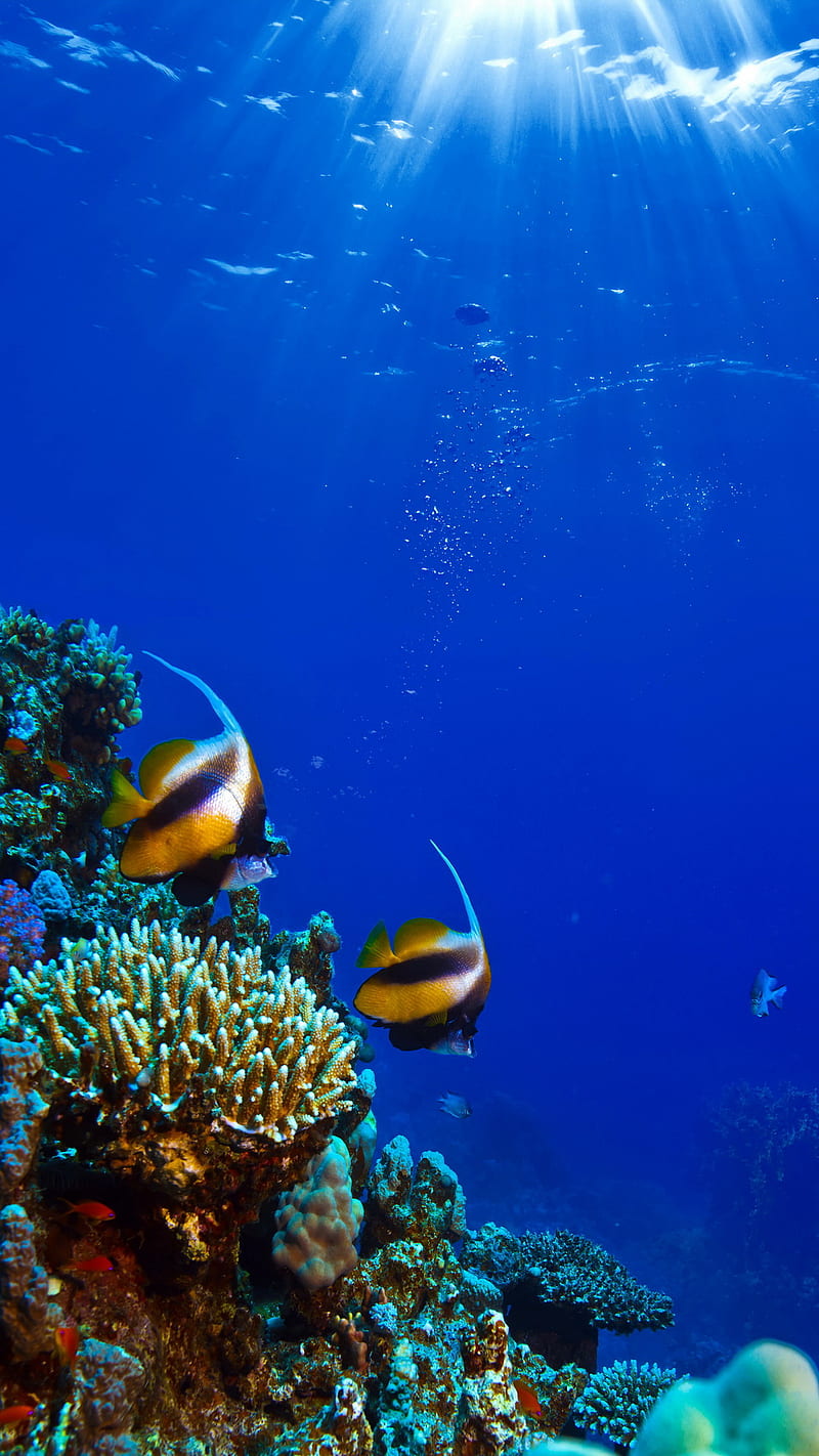 Underwater, coral, fish, ocean, undersea, HD phone wallpaper