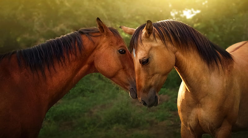 Horses Love Ultra, Animals, Horses, Love, affection, HD wallpaper