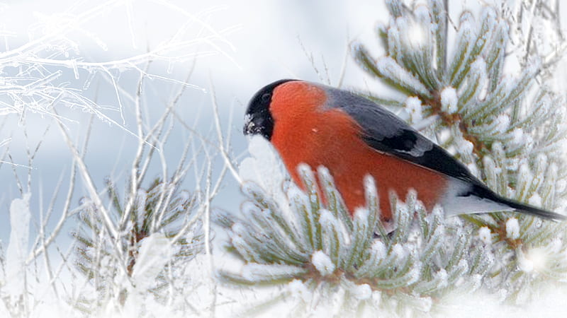 Winter Finch, tree, pine, bird, snow, bright, finch, winter, frost, Firefox theme, HD wallpaper