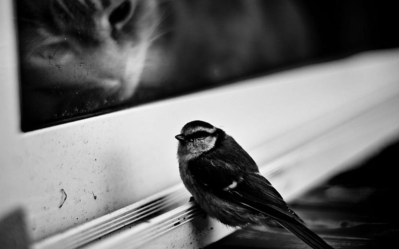 A cat's wish, birs window, wish, black and white, cat, animal, cute, desire, sparrow, kitten, HD wallpaper