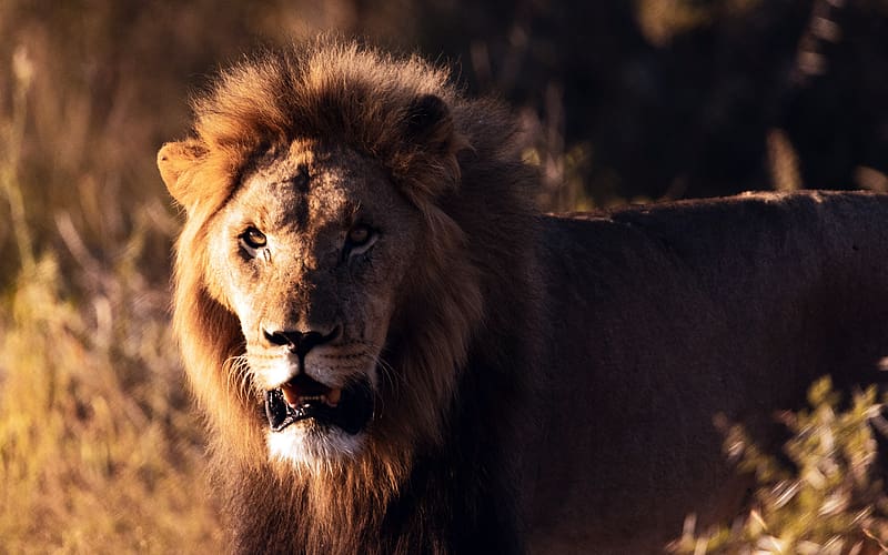 Lion Wildlife African Prairie Nature Preserve, HD wallpaper