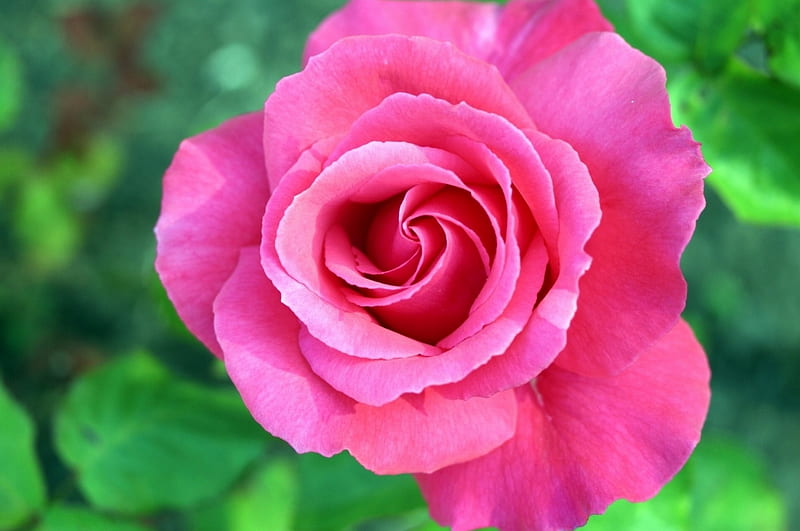 1080P free download | Rose, flower, green, pink, HD wallpaper | Peakpx