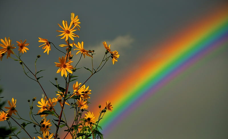 Rainbow Flowers, flower, colorful, rainbow, sky, HD wallpaper