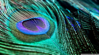 Blue Teal Green Mauve Pink Peacock Feather Leaf Wall paper Border 