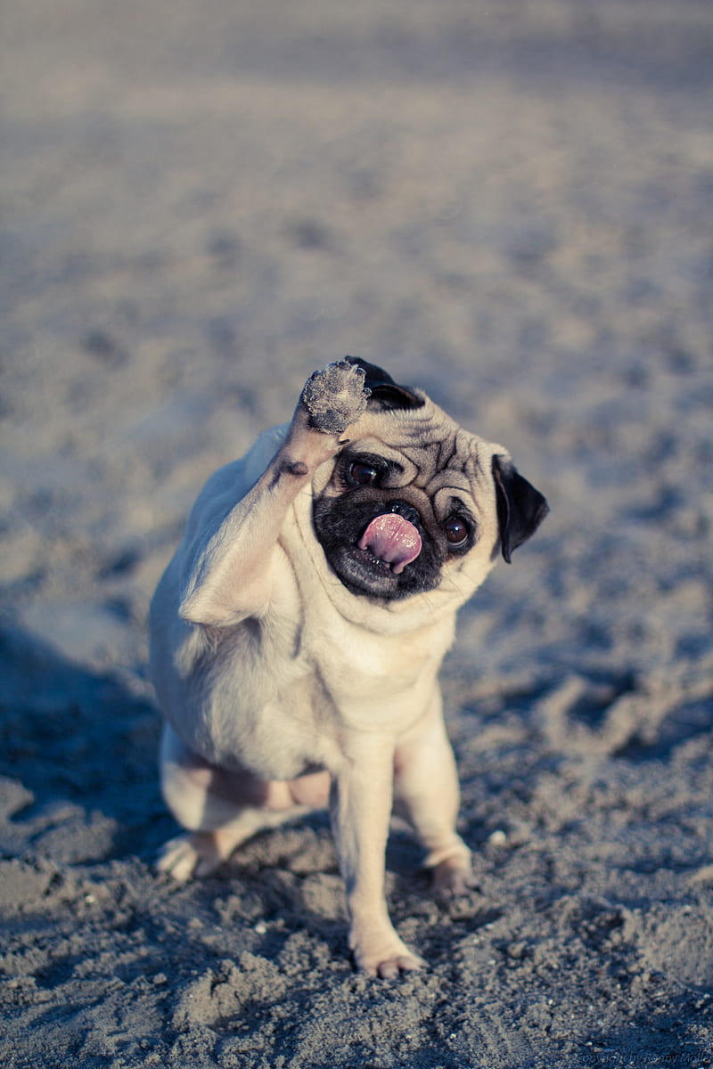 Meng Meng Pug Background Images, HD Pictures and Wallpaper For Free  Download | Pngtree