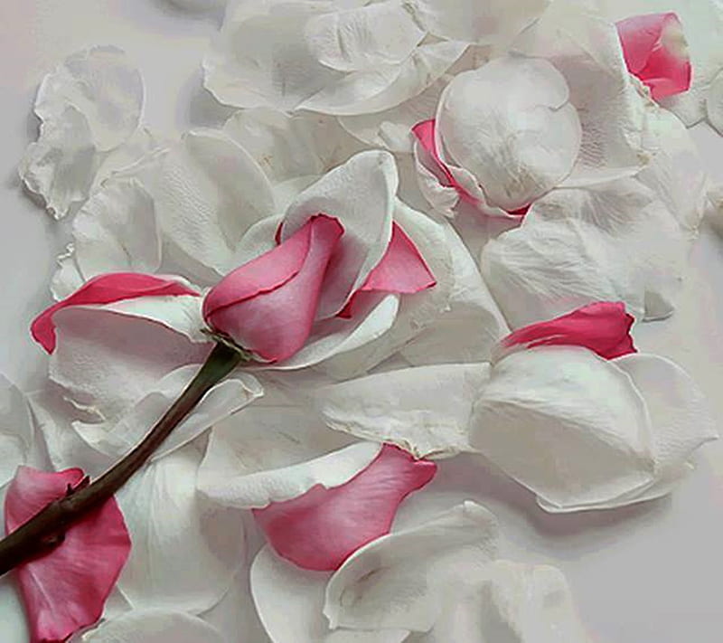 White Pink Roses, pink roses, HD wallpaper