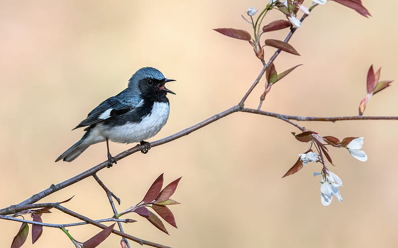 Black-throated Blue Warbler, warbler, branch, bird, animal, HD wallpaper