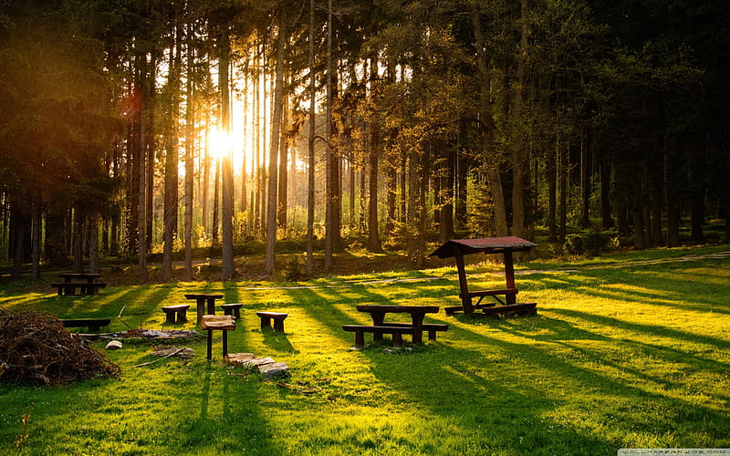 Sunshine thru the trees, benches, trees, seats, nature, forest, shadows, rest area, brown, sunrays, shunshine, green, HD wallpaper