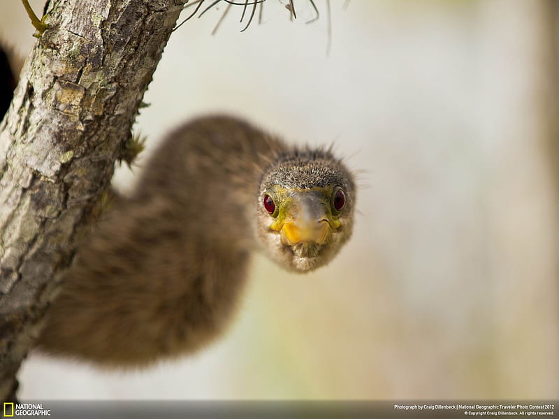 Spotted Was Eye-National Geographic, HD wallpaper
