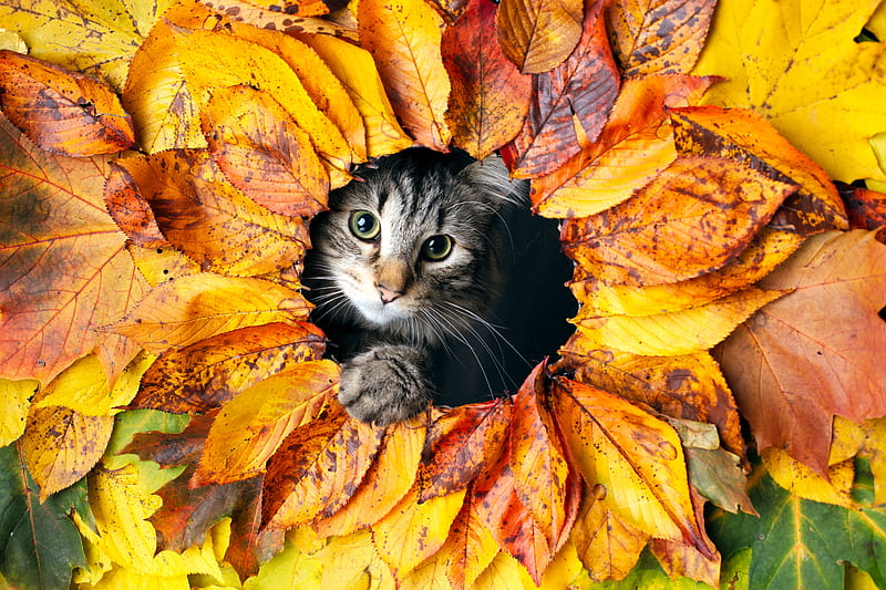 cat, leaves, autumn, pet, HD wallpaper