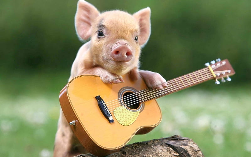 pig, funny animals, piggy, guitar player, pigs, cute animals, HD wallpaper
