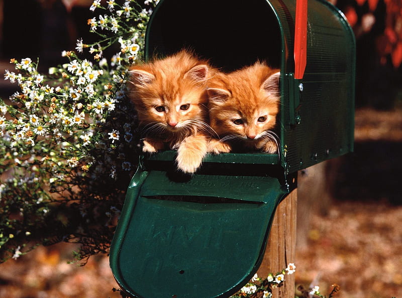 Kitties in the Box, kittens, mailbox, kitten, cats, HD wallpaper