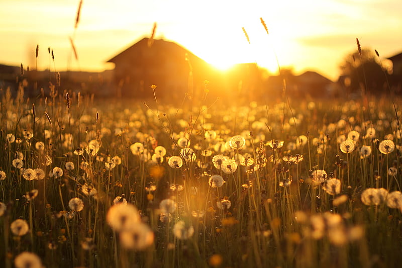 Golden sunset over a warm farm field, with dandelions in the foreground, golden, summer, sunset, barn, foreground, sun, dandelions, farm, gold, dandelion, golden hour, evening, HD wallpaper