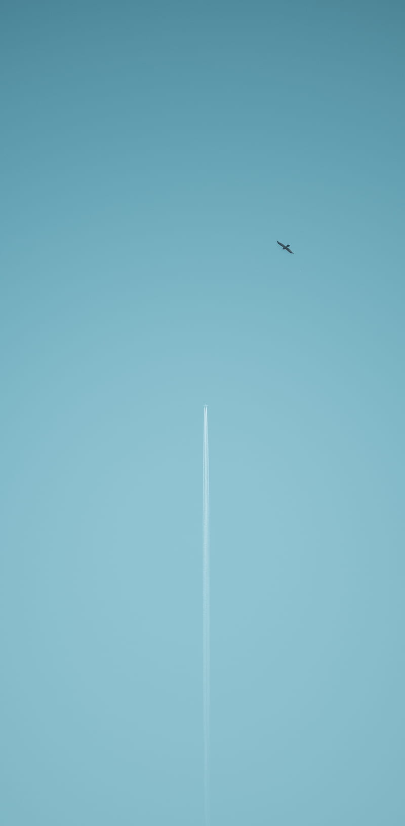 airplane, birds, sky, HD phone wallpaper