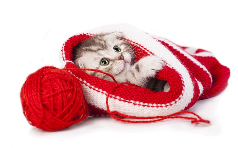 Kitten, animal, white, wool ball, pisici, red, cute, cat, pet, HD wallpaper