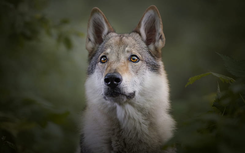 Saarlooswolfhond, gray fluffy dog, curious look, pets, dogs, Saarloos wolfdog, HD wallpaper
