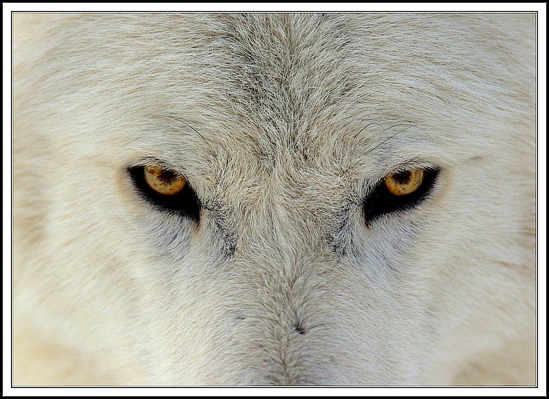 Wolf Eyes, yellow, wolf, white, eyes, HD wallpaper