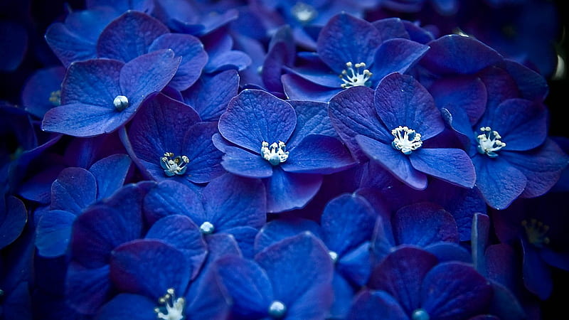 Blue Flowers Petals Flowers, HD wallpaper