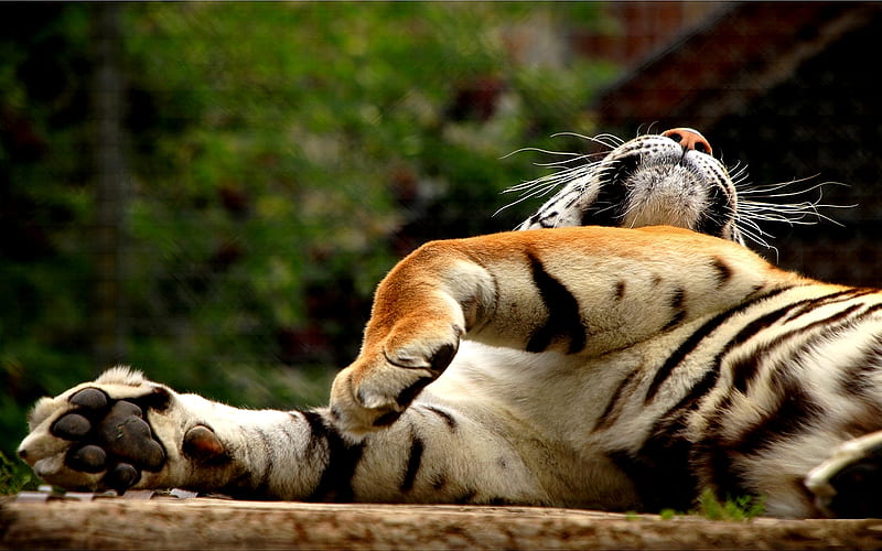 SUN DANCE, tiger, movements, relaxing, laying, HD wallpaper