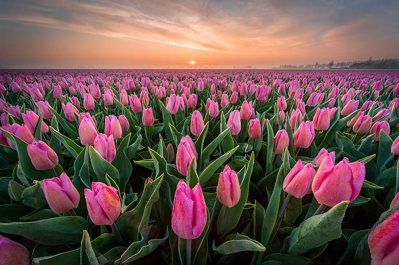 Tulips, Field, Flowers, Sunset, HD wallpaper