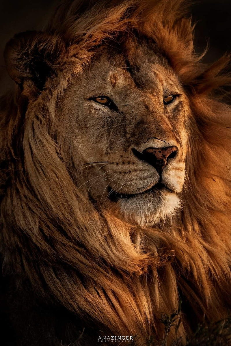 Fire and ice, 3d, animal, burn, cold, face to face, lion, lions, wild, HD  phone wallpaper | Peakpx
