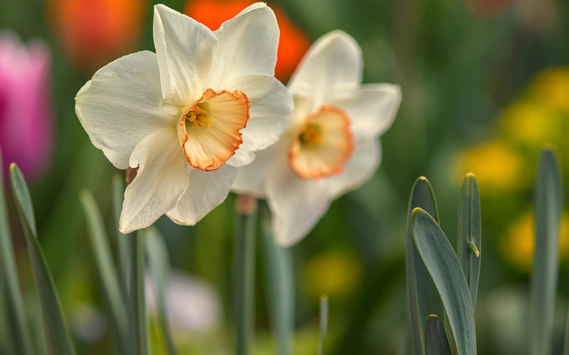 daffodils, white beautiful flowers, background with daffodils, wildflowers, HD wallpaper