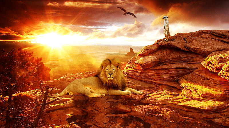 Beautiful Lion, sunrise, lion, wild, mountains, HD wallpaper
