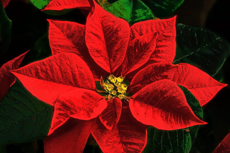 Flower of Christmas, flower, Christmas, red, poinsettia, HD wallpaper