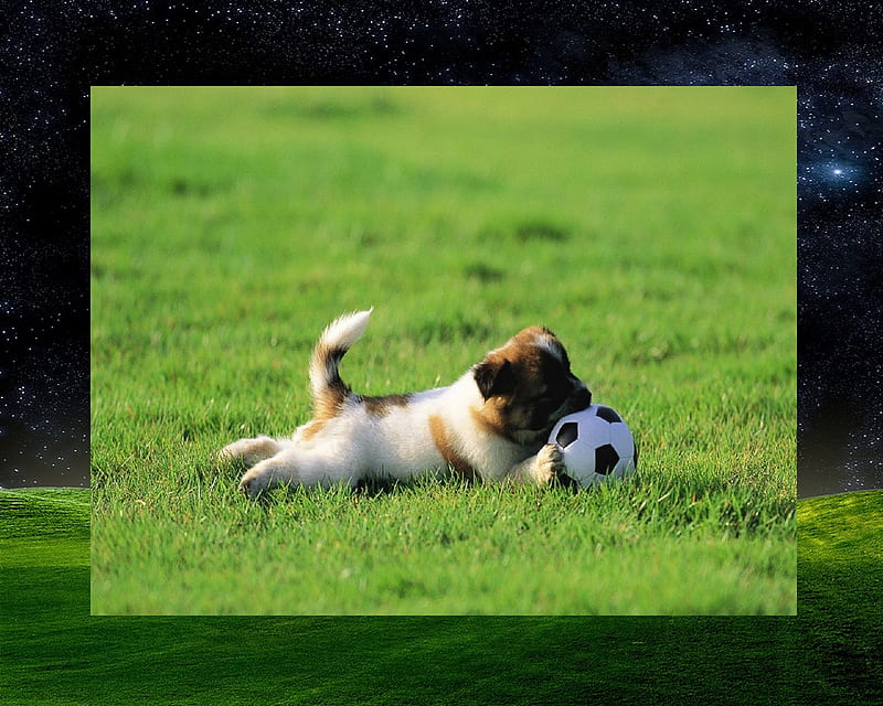 Just having a ball, dog, puppy, HD wallpaper